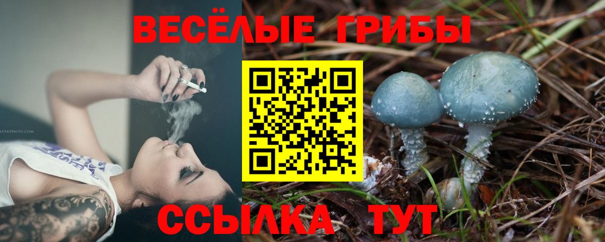 Псилоцибиновые грибы Cubensis Саяногорск